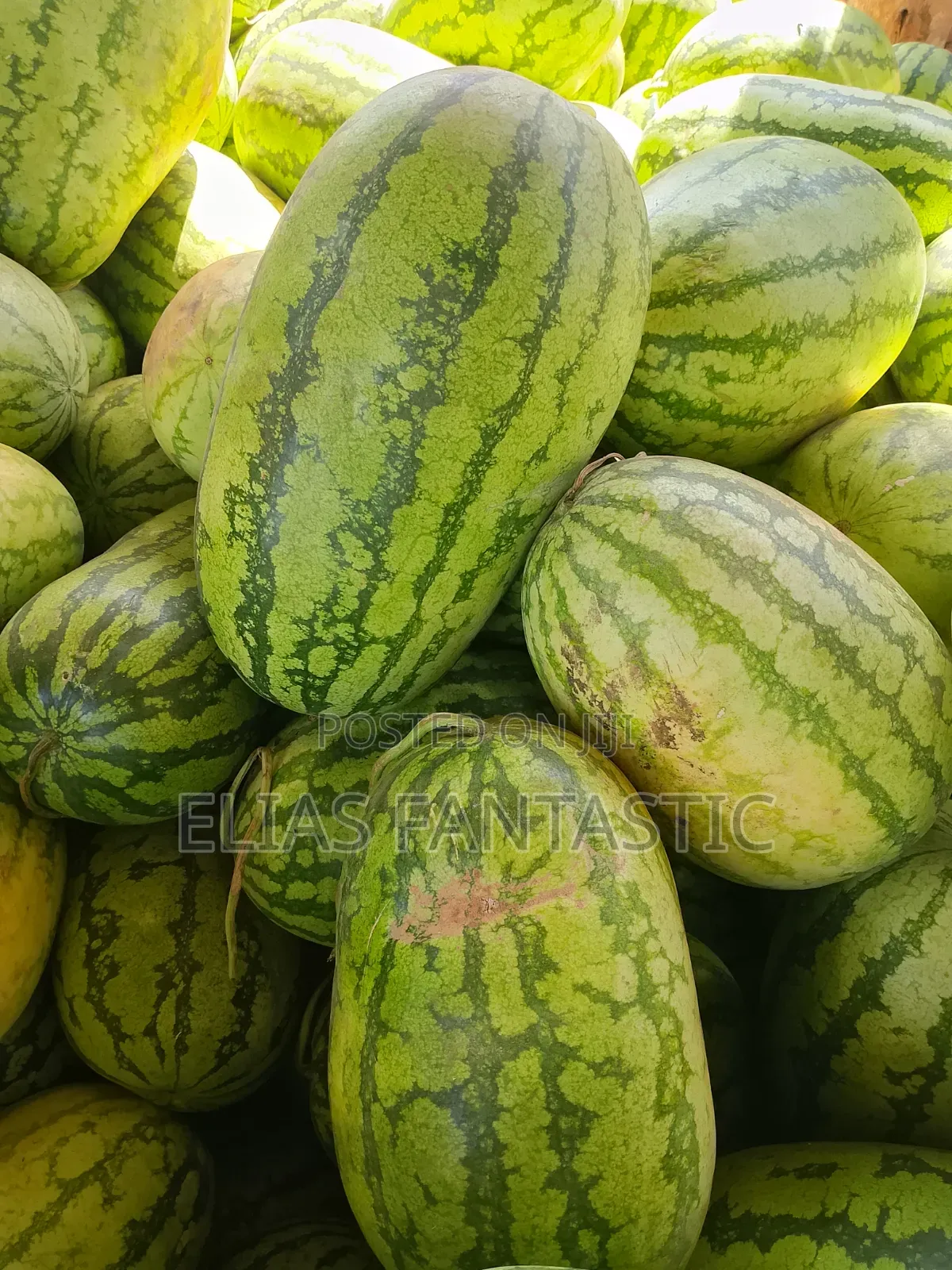 Watermelon Supply at KSH 30 Per Kg From Kagio Town