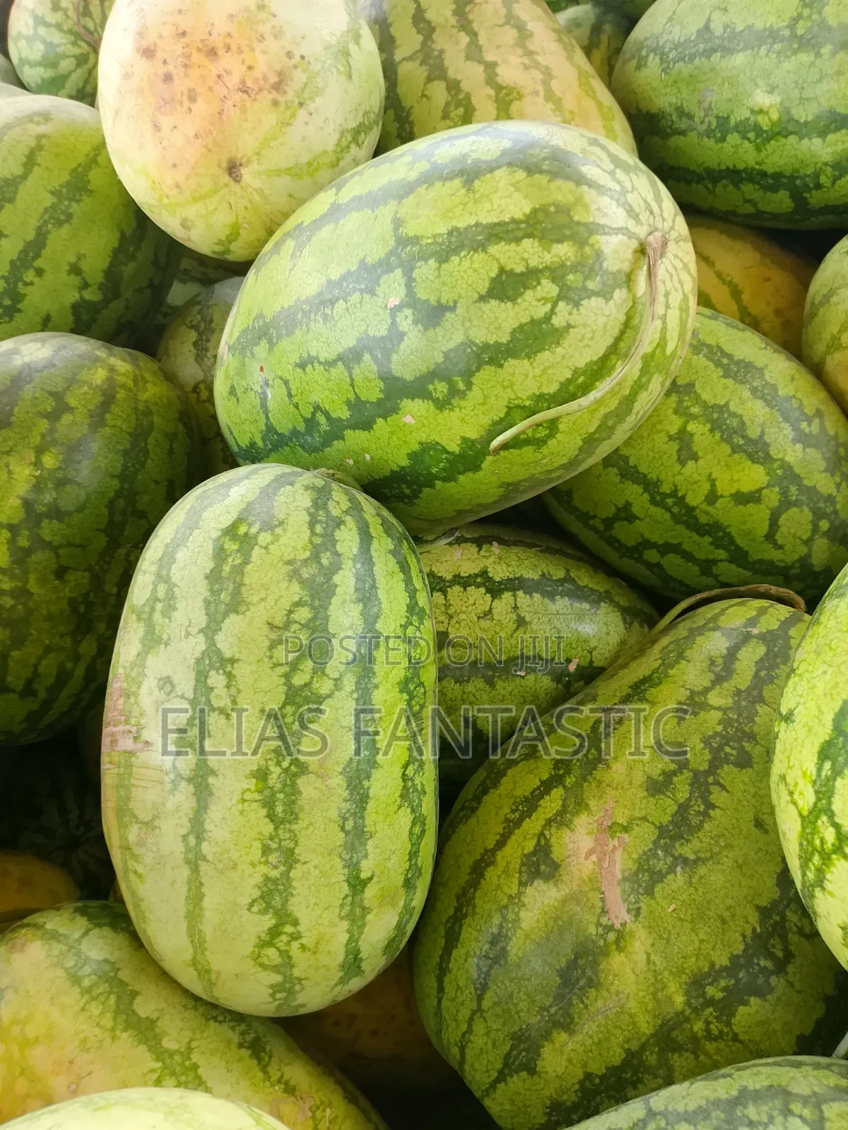 Watermelon Supply at KSH 30 Per Kg From Kagio Town
