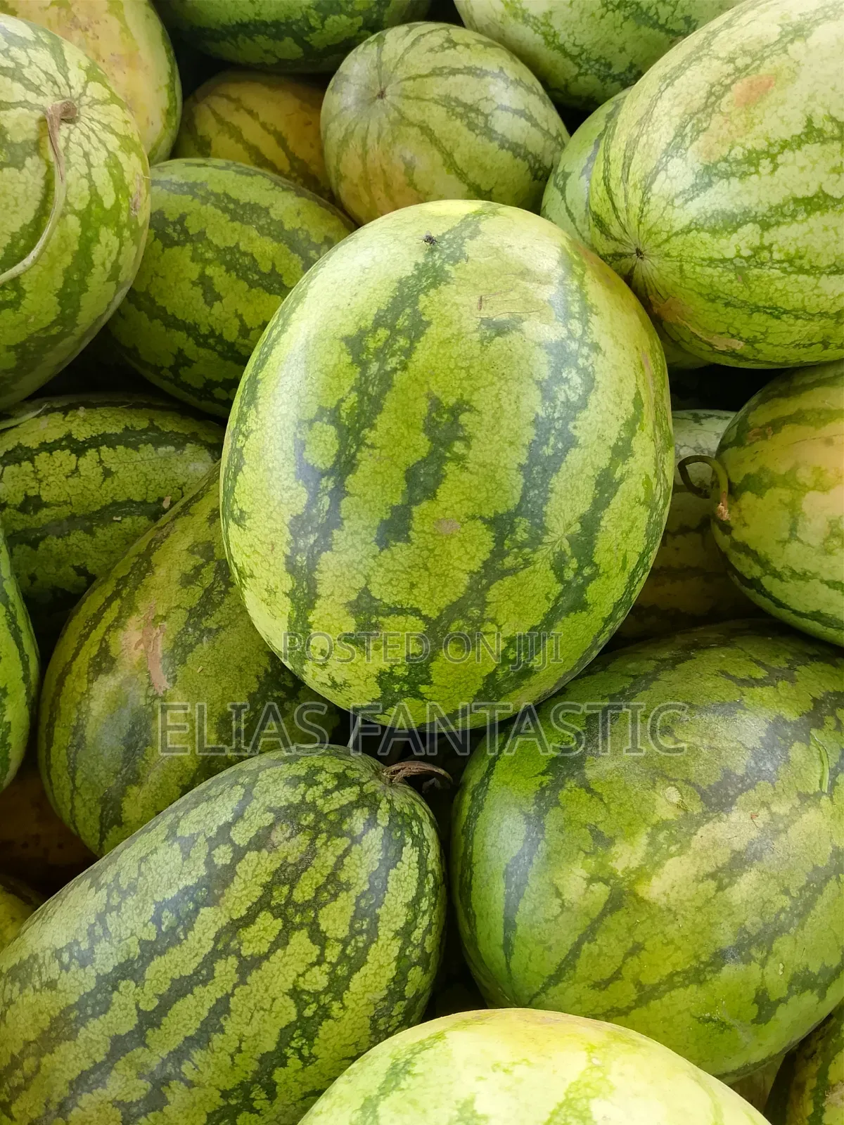 Watermelon Supply at KSH 30 Per Kg From Kagio Town