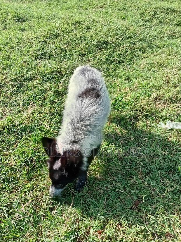 3-6 months Male Mixed Breed Japanese Spitz - thumbnail 2