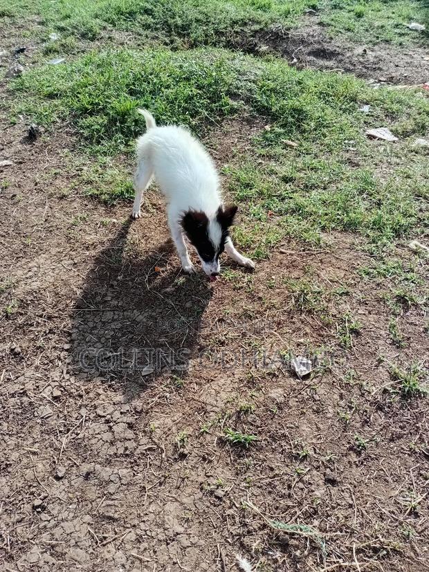3-6 months Male Mixed Breed Japanese Spitz - thumbnail 3