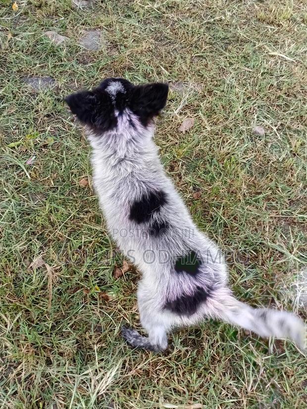 3-6 months Male Mixed Breed Japanese Spitz - thumbnail 4