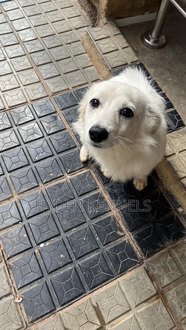6-12 months Female Purebred Japanese Spitz