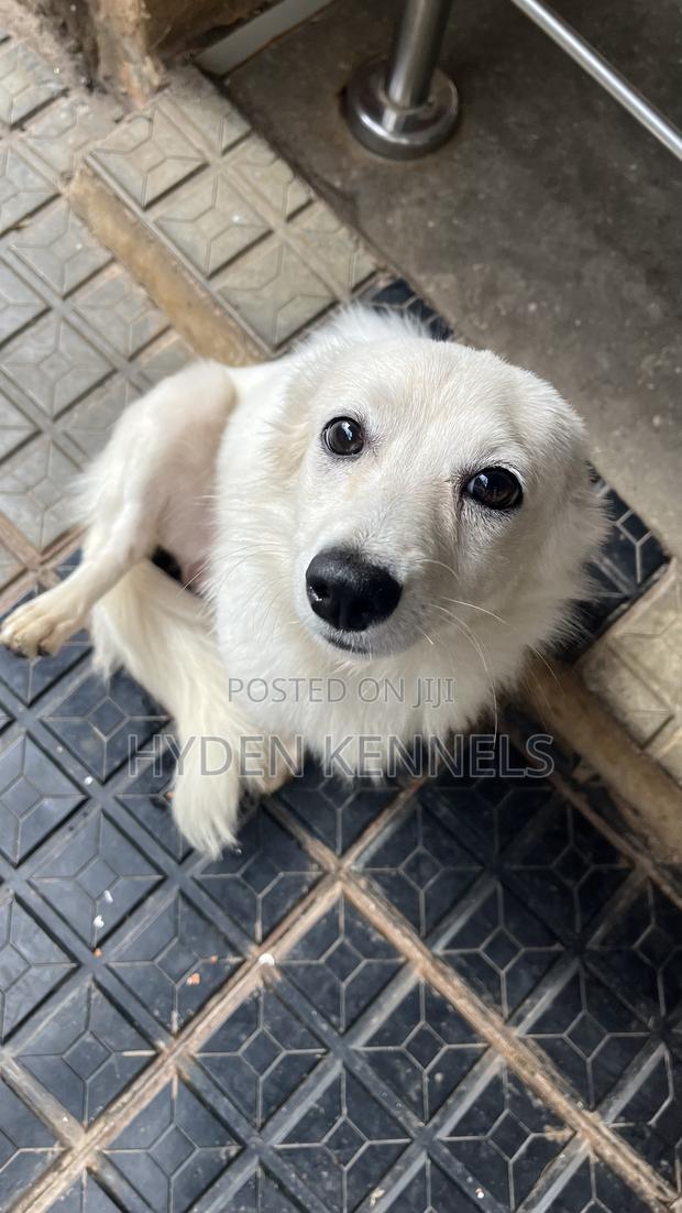 6-12 months Female Purebred Japanese Spitz - thumbnail 3