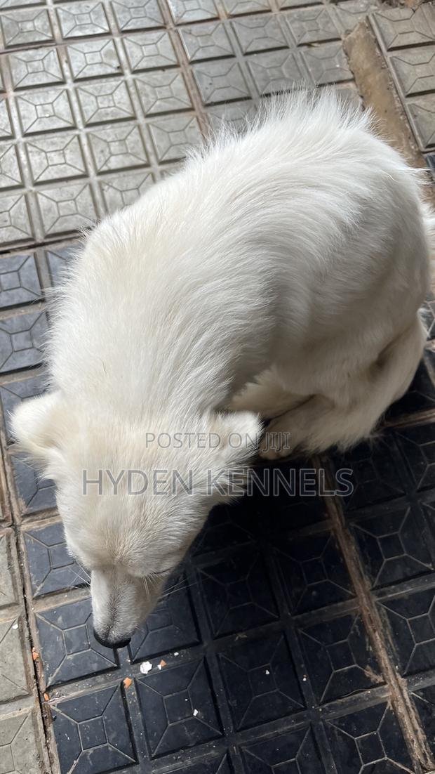 6-12 months Female Purebred Japanese Spitz - thumbnail 2