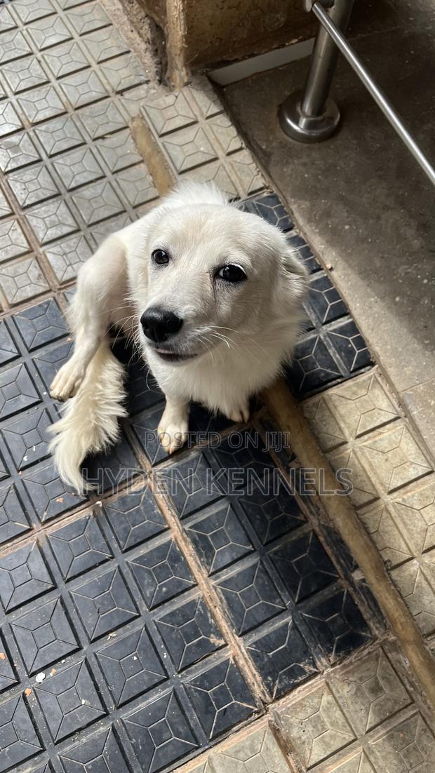 6-12 months Female Purebred Japanese Spitz - thumbnail 4