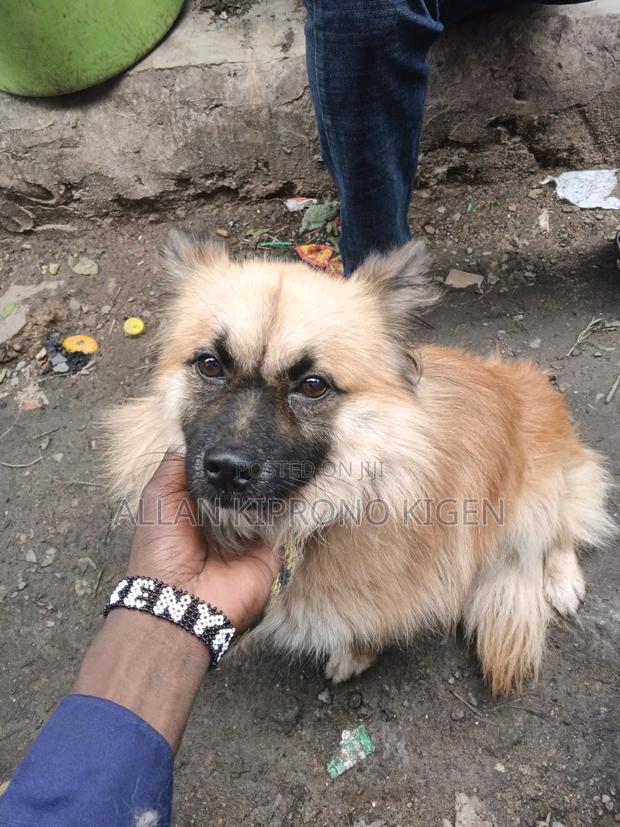 3-6 months Male Mixed Breed German Shepherd - thumbnail 2