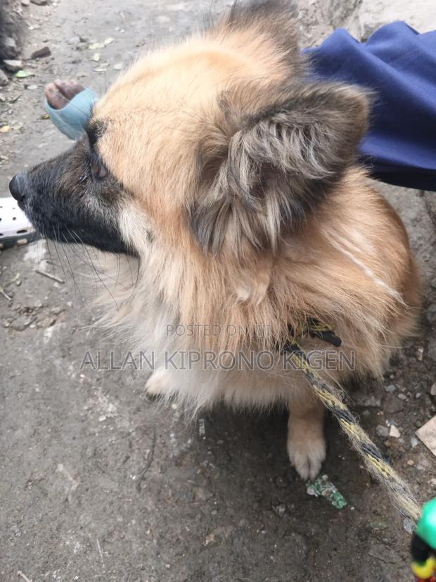 3-6 months Male Mixed Breed German Shepherd - thumbnail 3