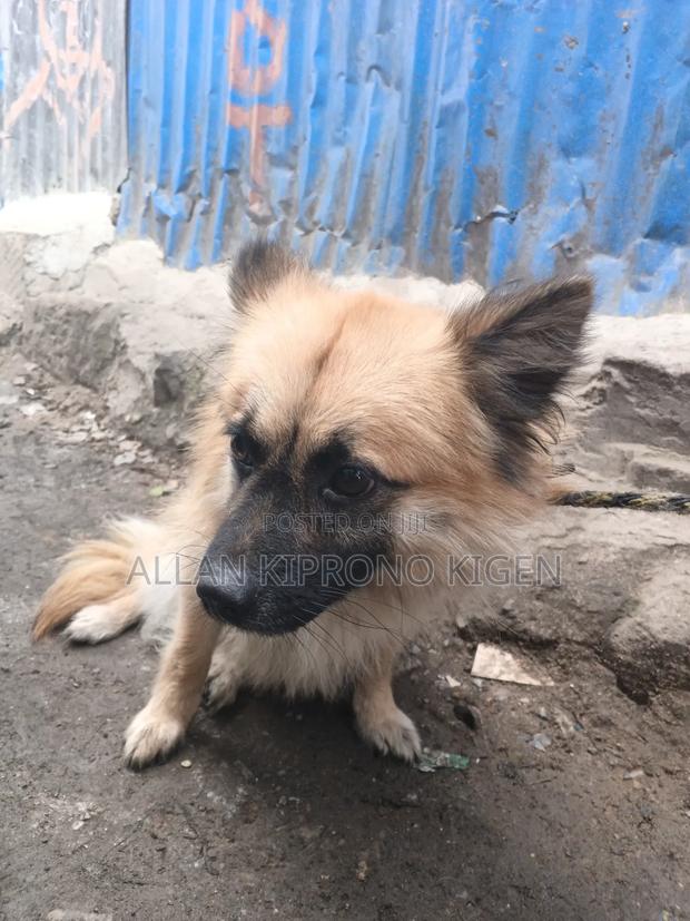 3-6 months Male Mixed Breed German Shepherd - thumbnail 4