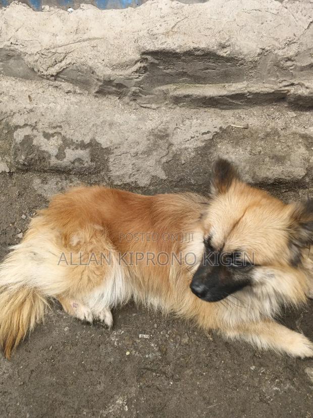 3-6 months Male Mixed Breed German Shepherd - thumbnail 5