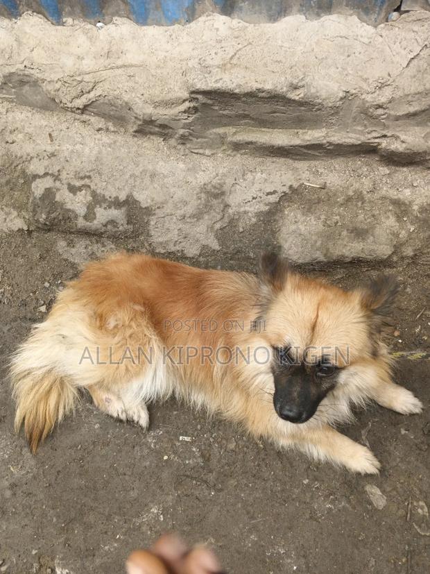 3-6 months Male Mixed Breed German Shepherd