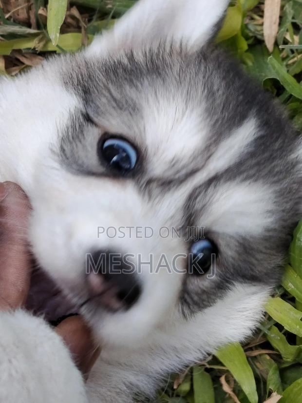 1-3 months Male Purebred Siberian Husky