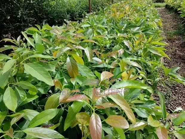 Hass Avacado Seedlings on Sale