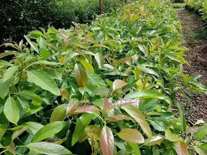 Hass Avacado Seedlings on Sale