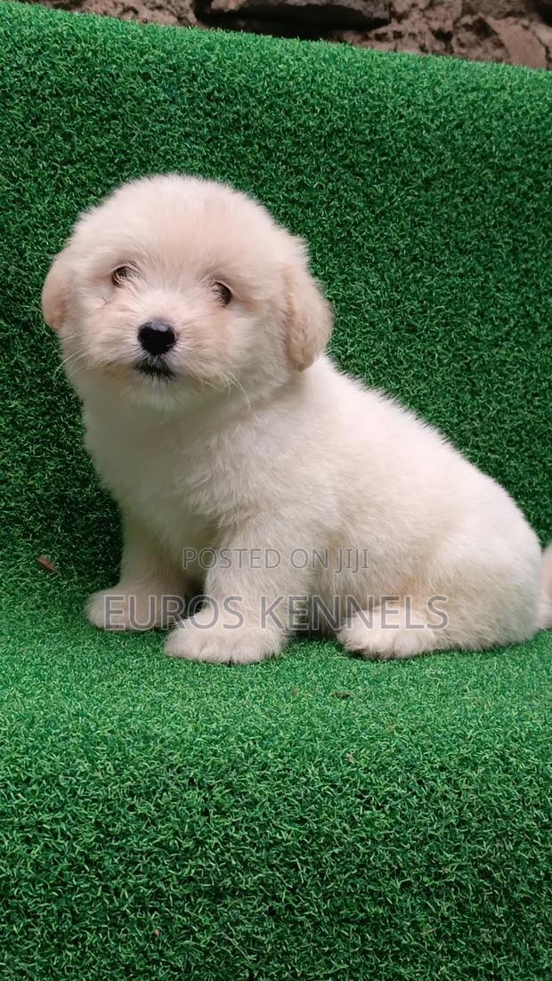 1-3 months Male Purebred Havanese - main view