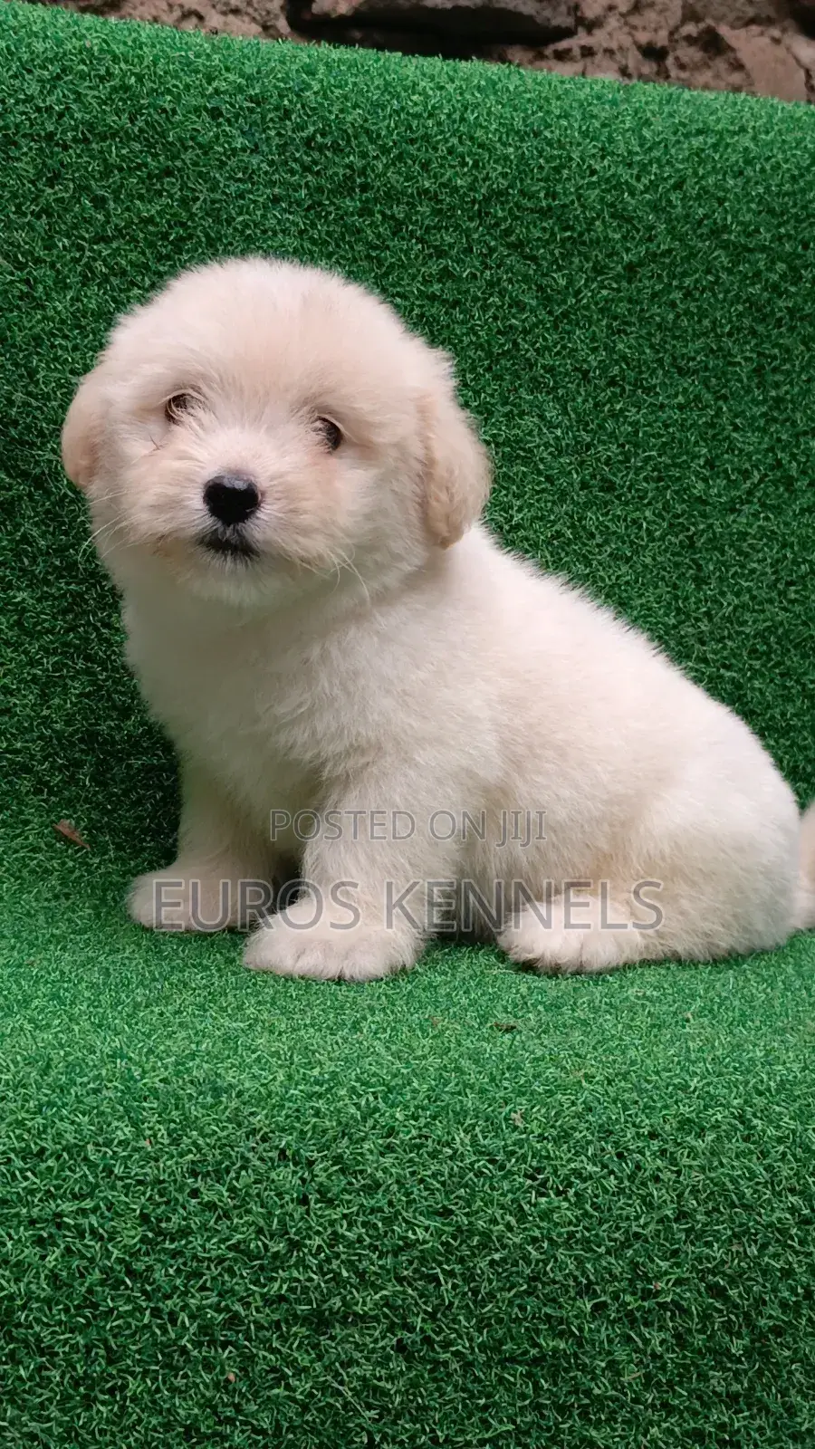 1-3 months Male Purebred Havanese