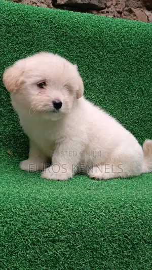 1-3 months Male Purebred Havanese
