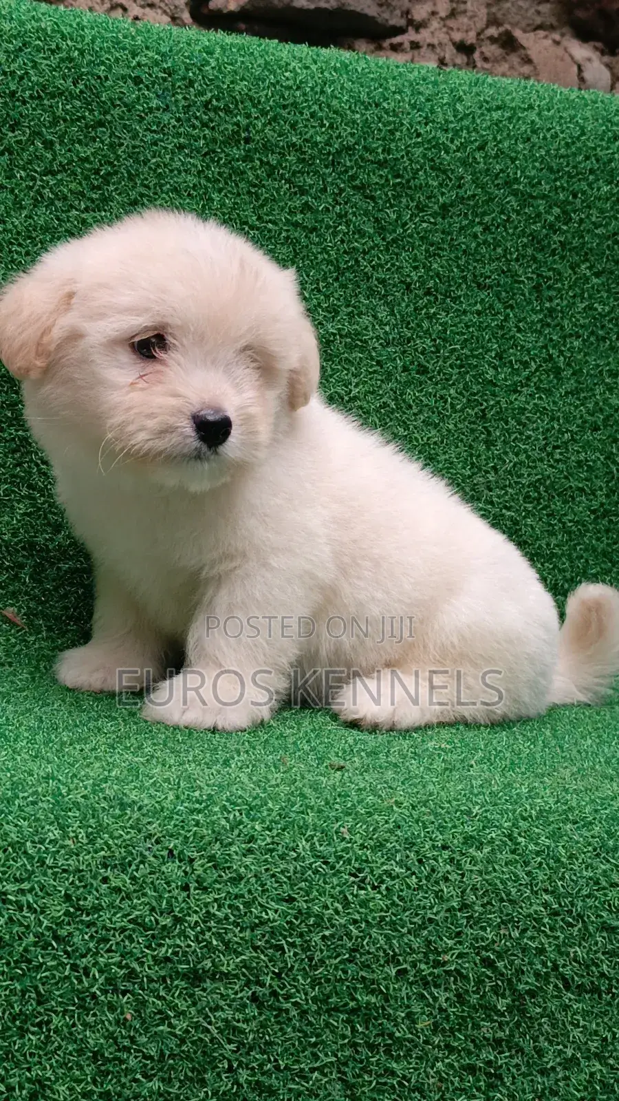 1-3 months Male Purebred Havanese