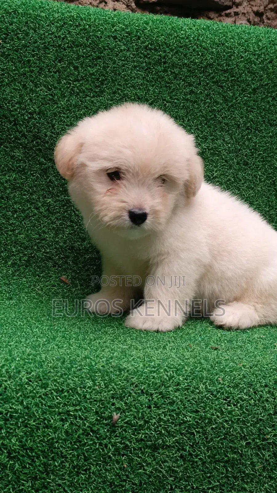1-3 months Male Purebred Havanese
