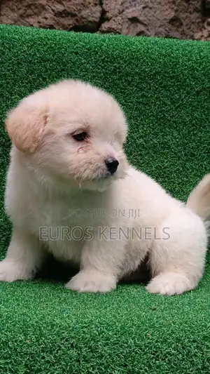 1-3 months Male Purebred Havanese