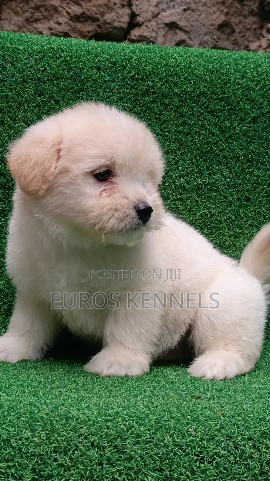 1-3 months Male Purebred Havanese