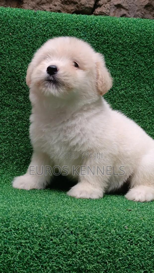 1-3 months Male Purebred Havanese - thumbnail 6
