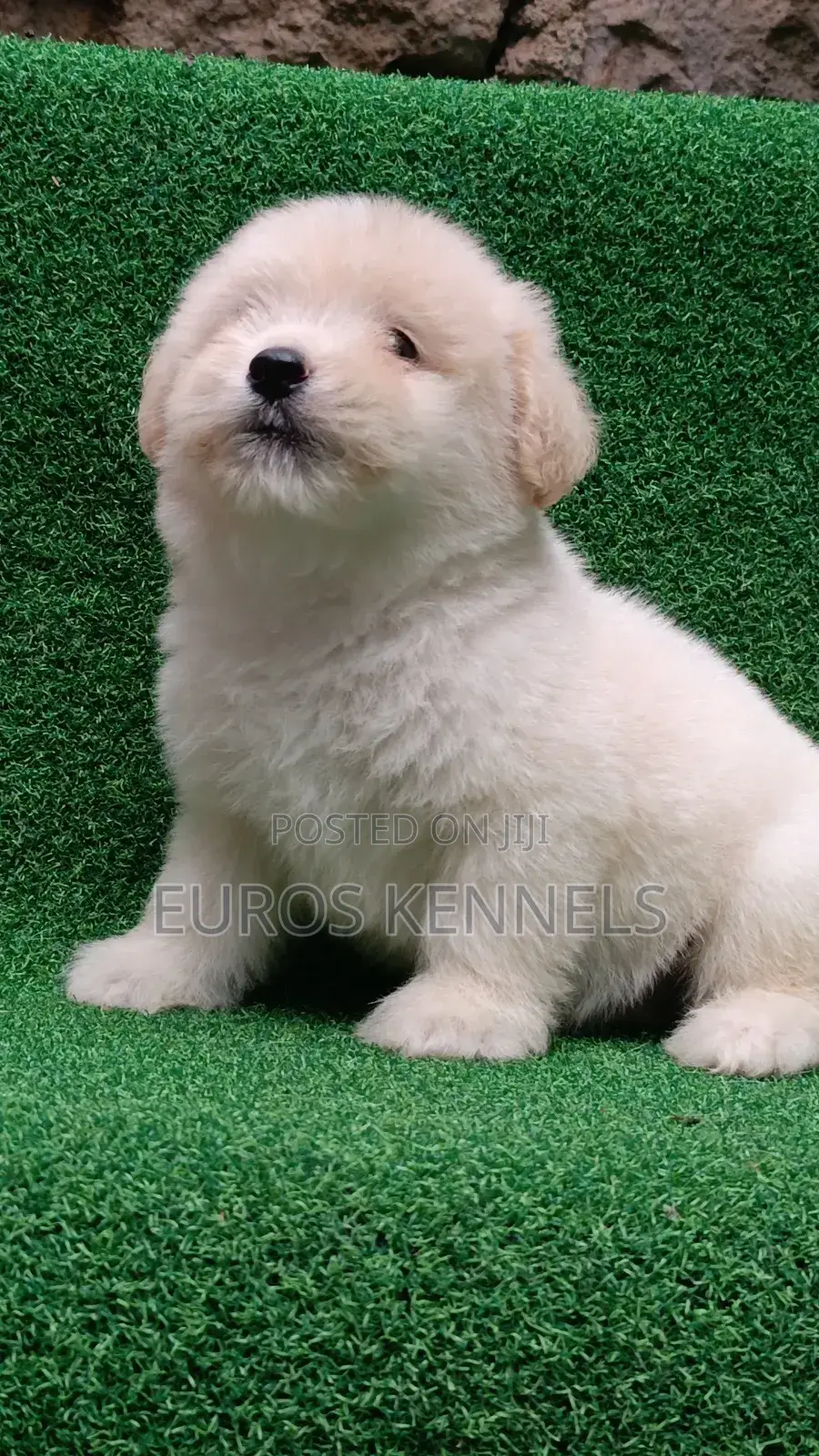 1-3 months Male Purebred Havanese