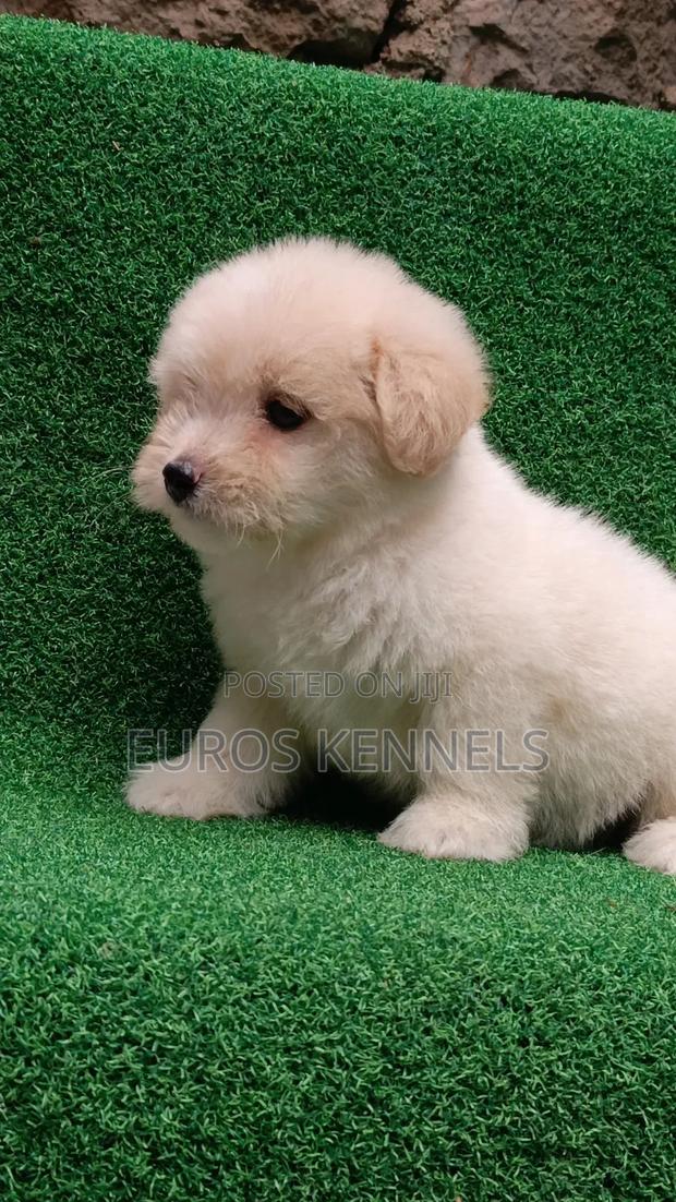 1-3 months Male Purebred Havanese - thumbnail 7