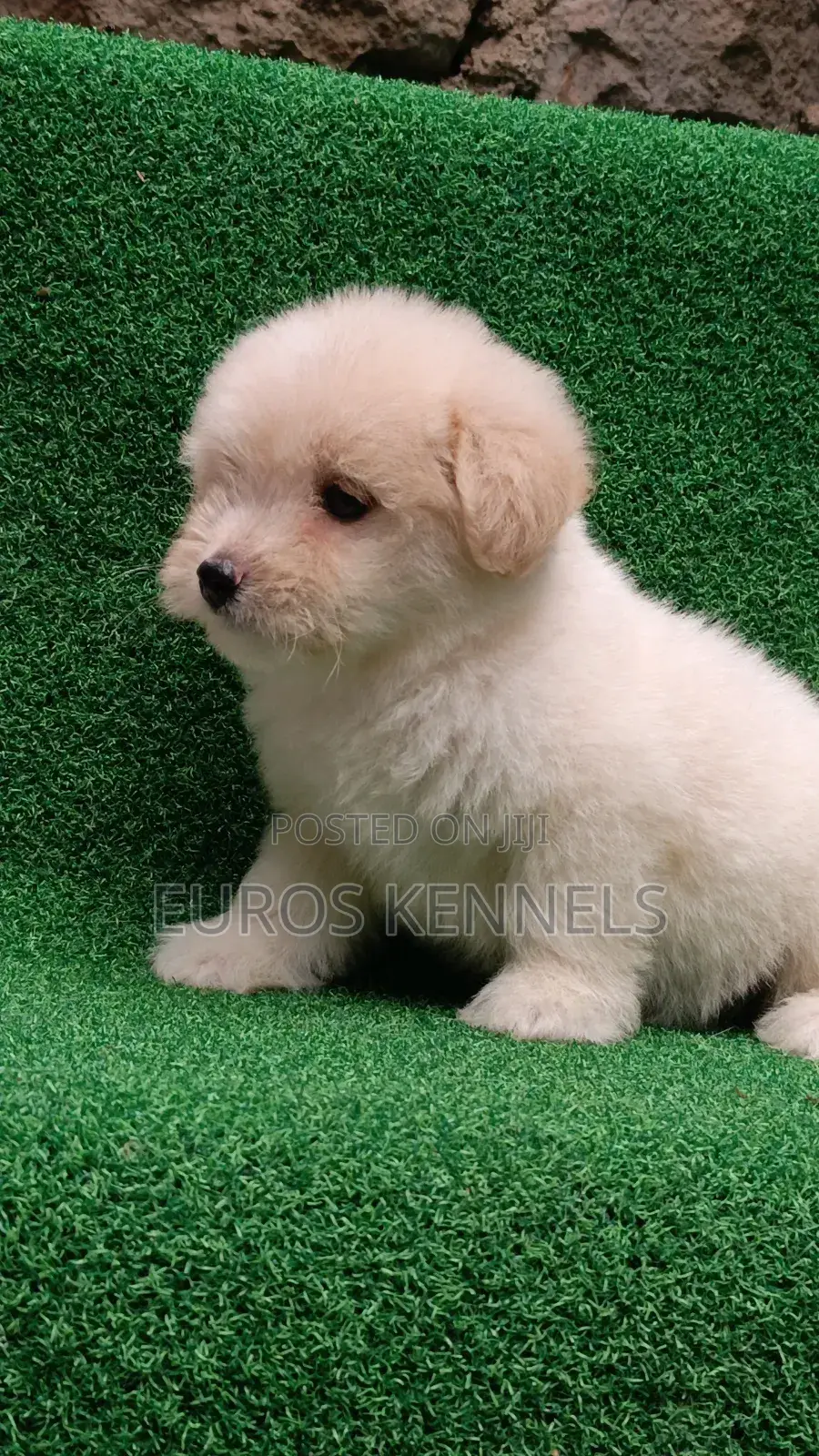 1-3 months Male Purebred Havanese