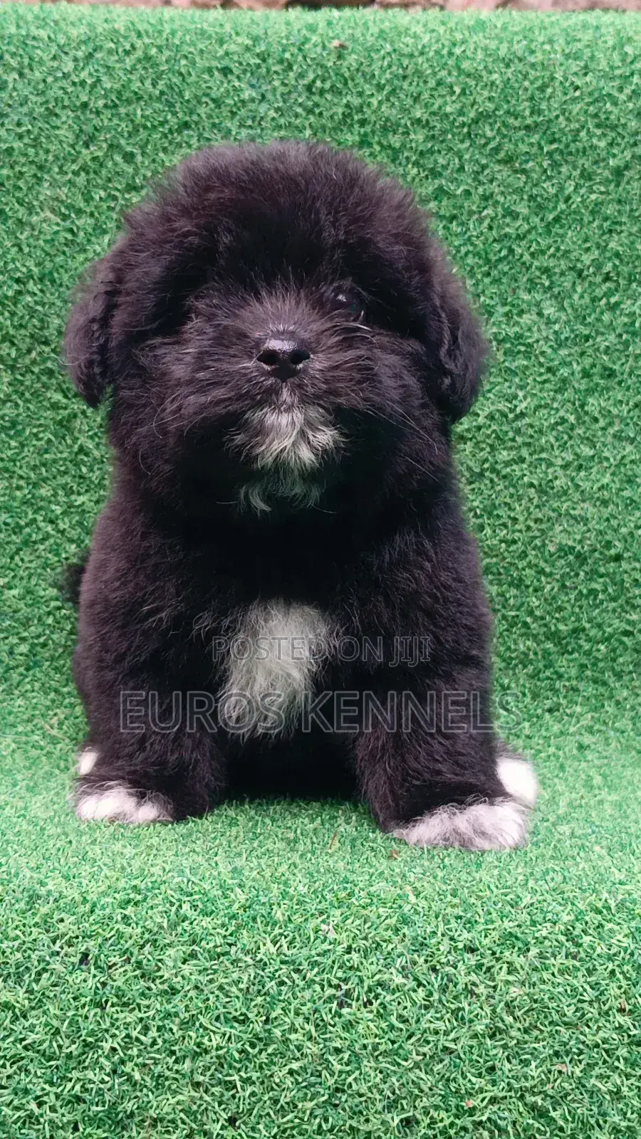 1-3 months Female Purebred Havanese