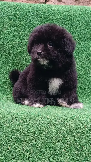1-3 months Female Purebred Havanese