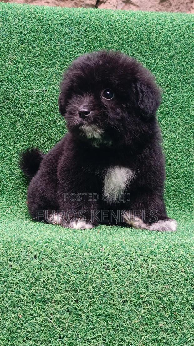 1-3 months Female Purebred Havanese - thumbnail 2