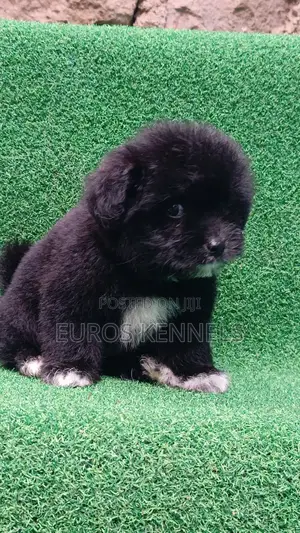 1-3 months Female Purebred Havanese