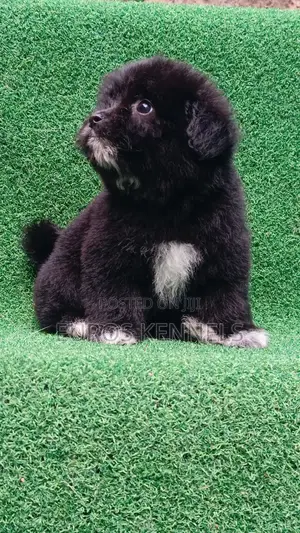 1-3 months Female Purebred Havanese