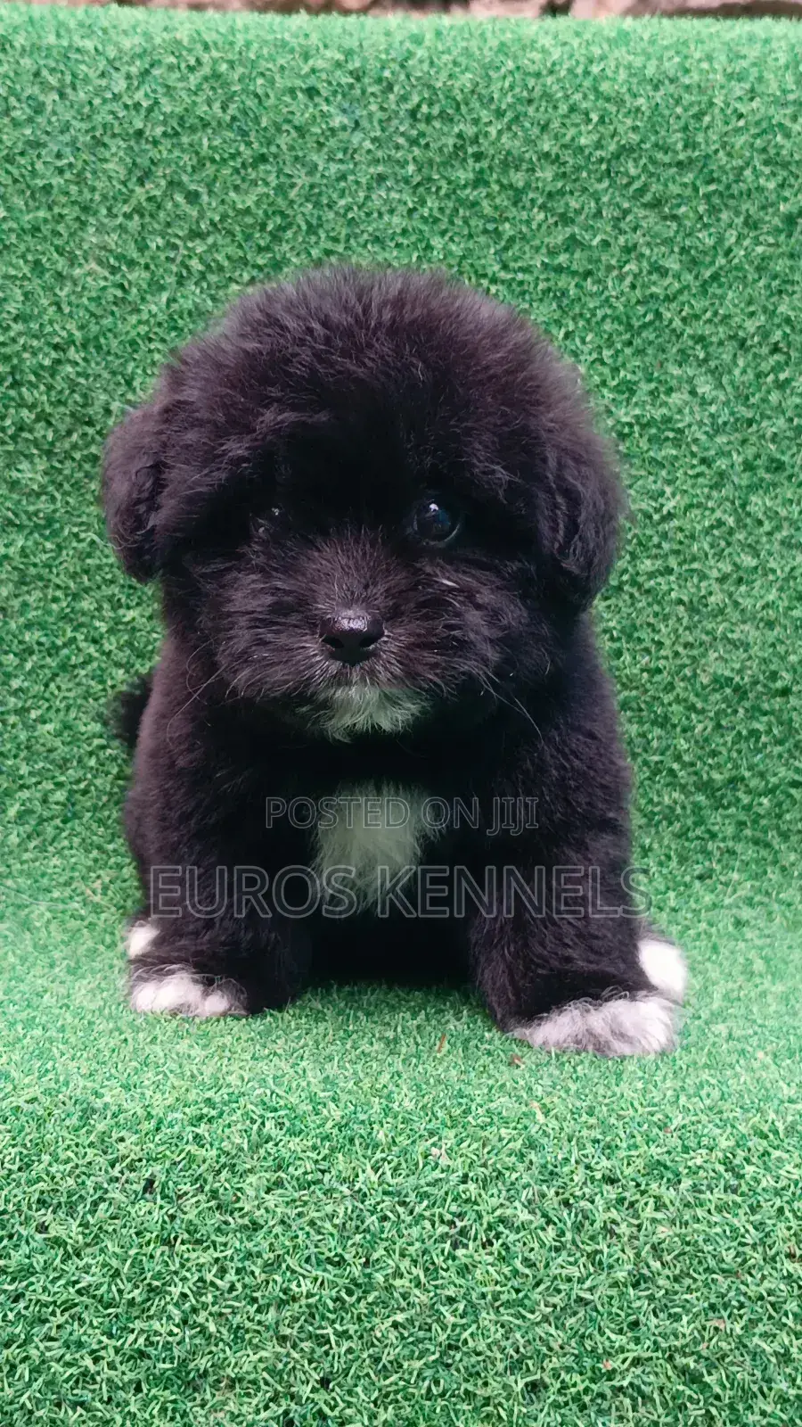 1-3 months Female Purebred Havanese