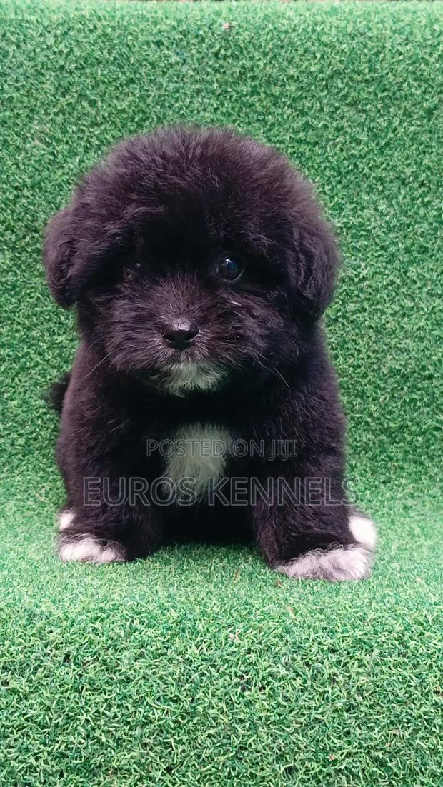 1-3 months Female Purebred Havanese - thumbnail 6