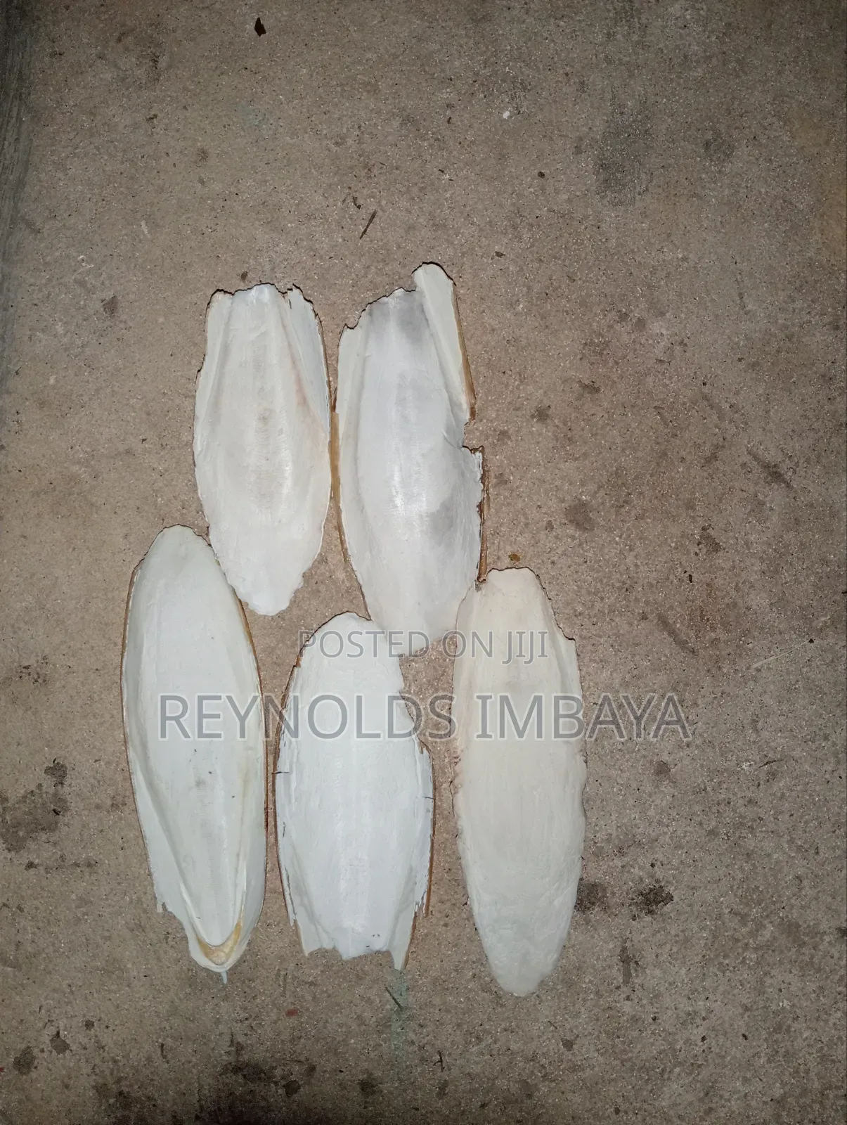 Cuttlefish Bone