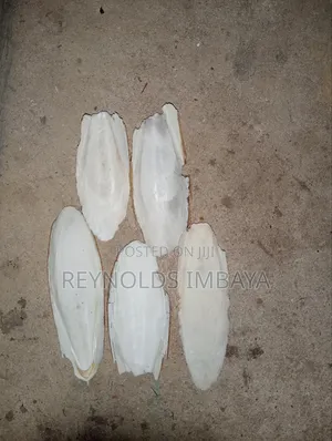 Cuttlefish Bone