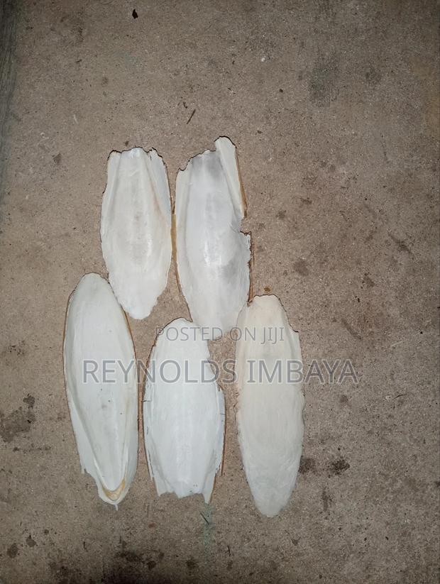 Cuttlefish Bone