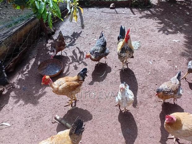 Pure Kienyeji Chicken on Wholesale