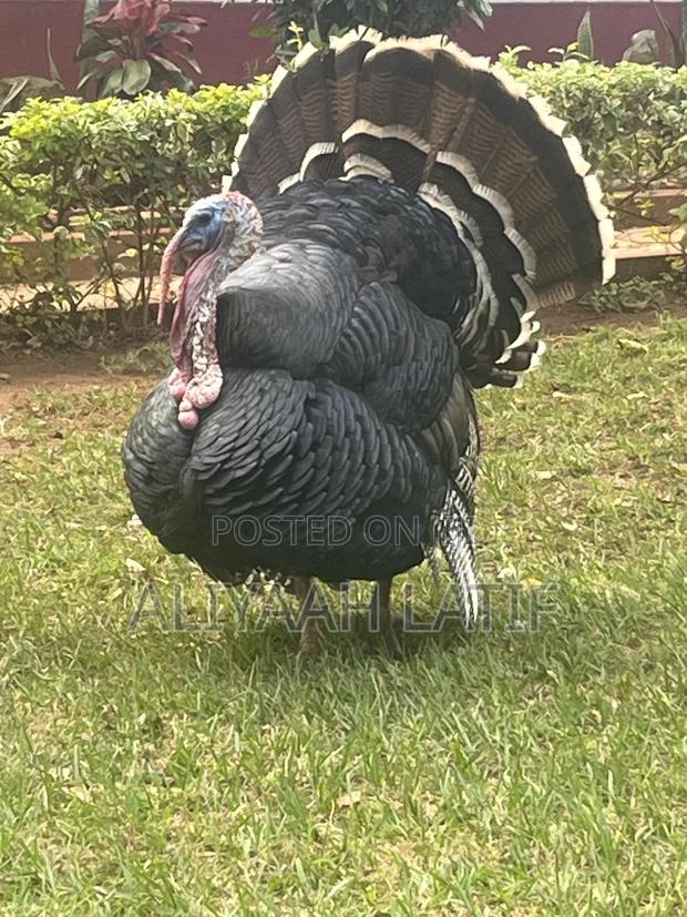 Turkey Pair - main view