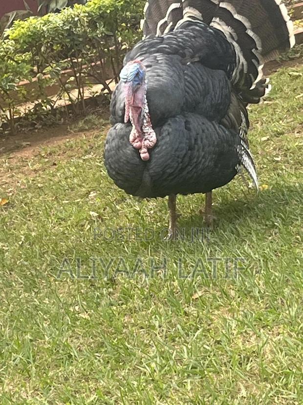 Turkey Pair - thumbnail 2