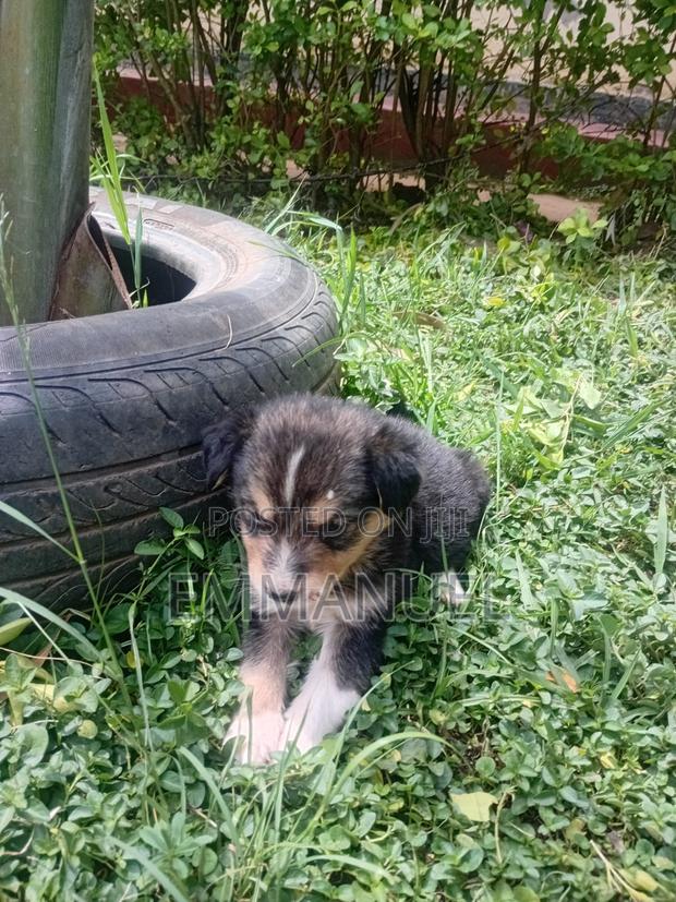 1-3 months Male Mixed Breed German Shepherd