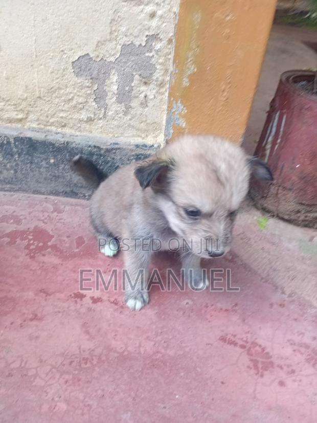 1-3 months Male Mixed Breed German Shepherd - thumbnail 2
