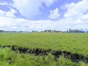 Acacia Anak Kitengela