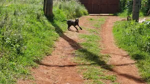 6-12 months Male Purebred Cane Corso