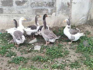 Mature Geese