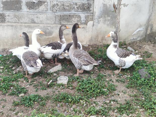 Mature Geese