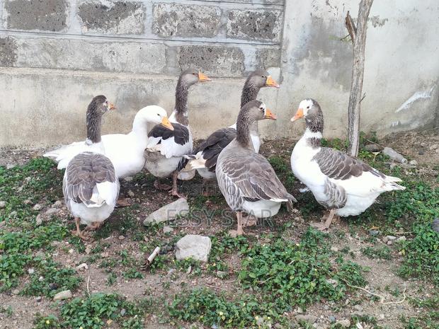 Mature Geese - thumbnail 3