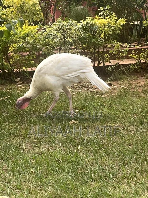 Turkey Pair - thumbnail 3